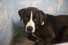 adoptable Dog in mountain home, AR named Buddy
