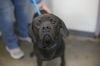 adoptable Dog in  named Storm