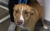 adoptable Dog in  named Ruca