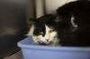 adoptable Cat in mountain home, AR named Charm