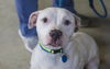 adoptable Dog in  named Queso