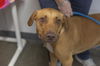 adoptable Dog in  named Rosalie (Rose)