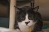 adoptable Cat in  named Muffin