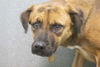 adoptable Dog in  named Daisy