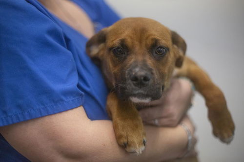 picture of the dog needing adoption