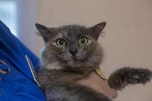 picture of the cat needing adoption