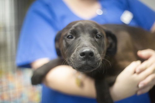picture of the dog needing adoption
