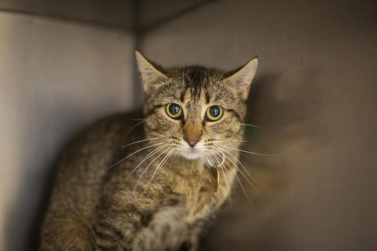 adoptable Cat in Mountain Home, AR named Sassy