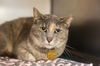 adoptable Cat in  named Squeaker