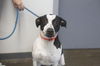 adoptable Dog in  named Moo