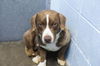 adoptable Dog in  named Rover