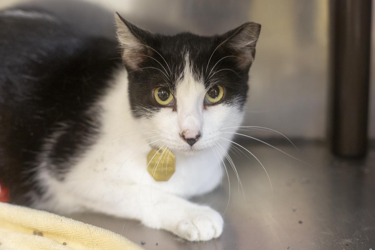 adoptable Cat in Mountain Home, AR named Prism