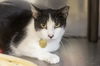 adoptable Cat in  named Prism