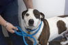 adoptable Dog in  named Mama