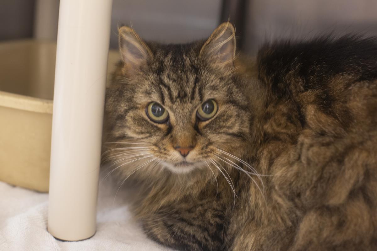 adoptable Cat in Mountain Home, AR named Lola