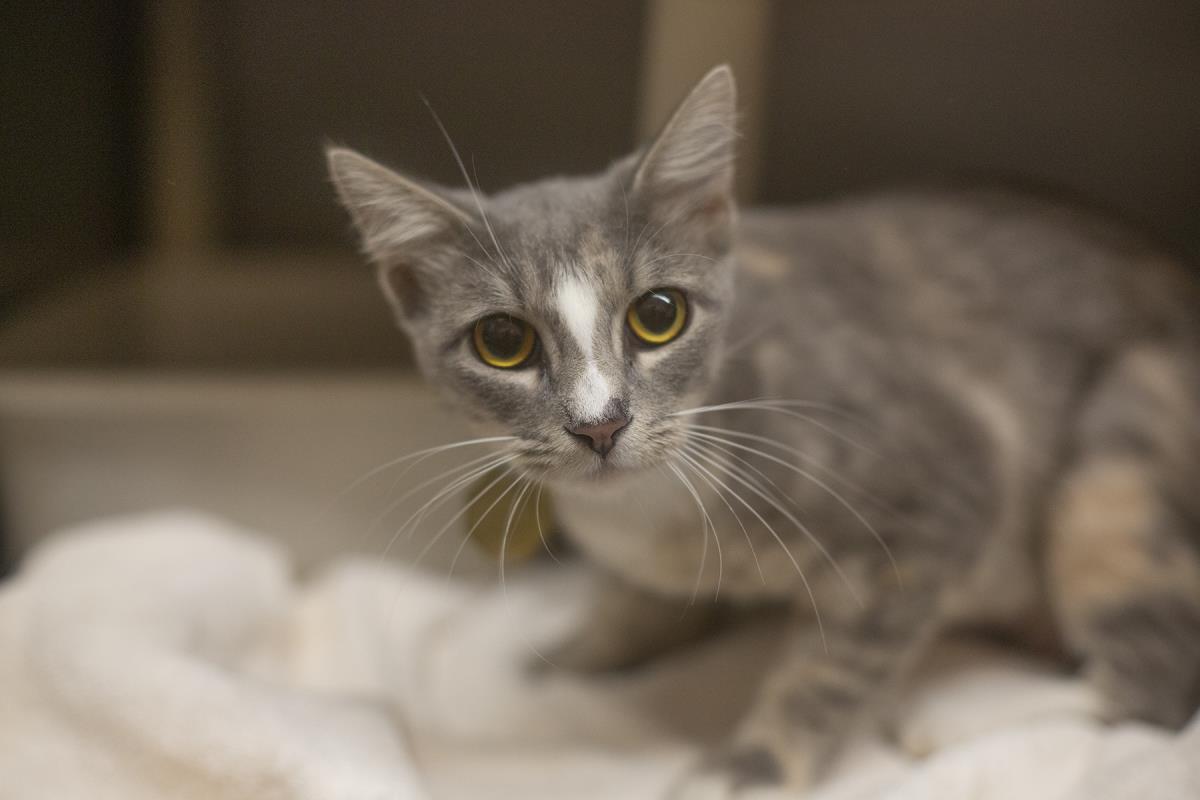adoptable Cat in Mountain Home, AR named Azalea