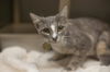 adoptable Cat in mountain home, AR named Azalea