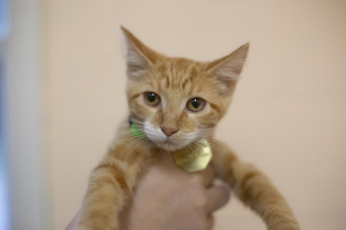 adoptable Cat in Mountain Home, AR named Celeste