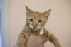 adoptable Cat in mountain home, AR named Celeste