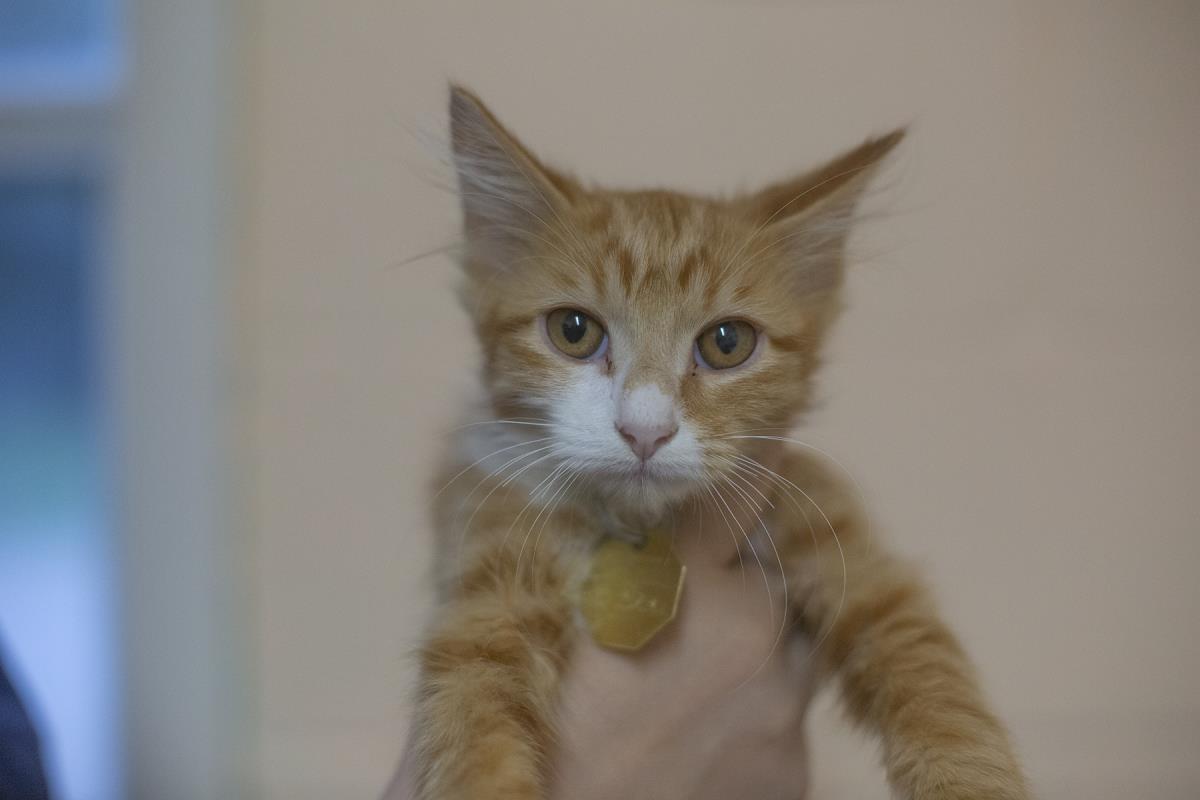 adoptable Cat in Mountain Home, AR named Cruise