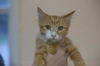 adoptable Cat in  named Cruise