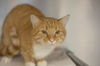 adoptable Cat in mountain home, AR named Chicken
