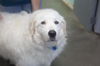 adoptable Dog in  named Knox