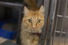 adoptable Cat in mountain home, AR named Cheeseball