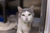 adoptable Cat in  named Jax