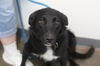 adoptable Dog in mountain home, AR named Babygirl