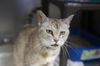 adoptable Cat in mountain home, AR named Adelle
