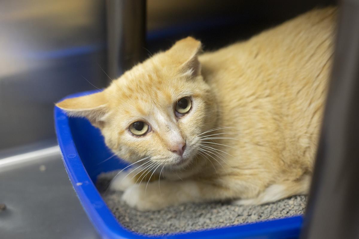 adoptable Cat in Mountain Home, AR named Thomas