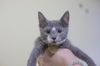 adoptable Cat in  named Diamond