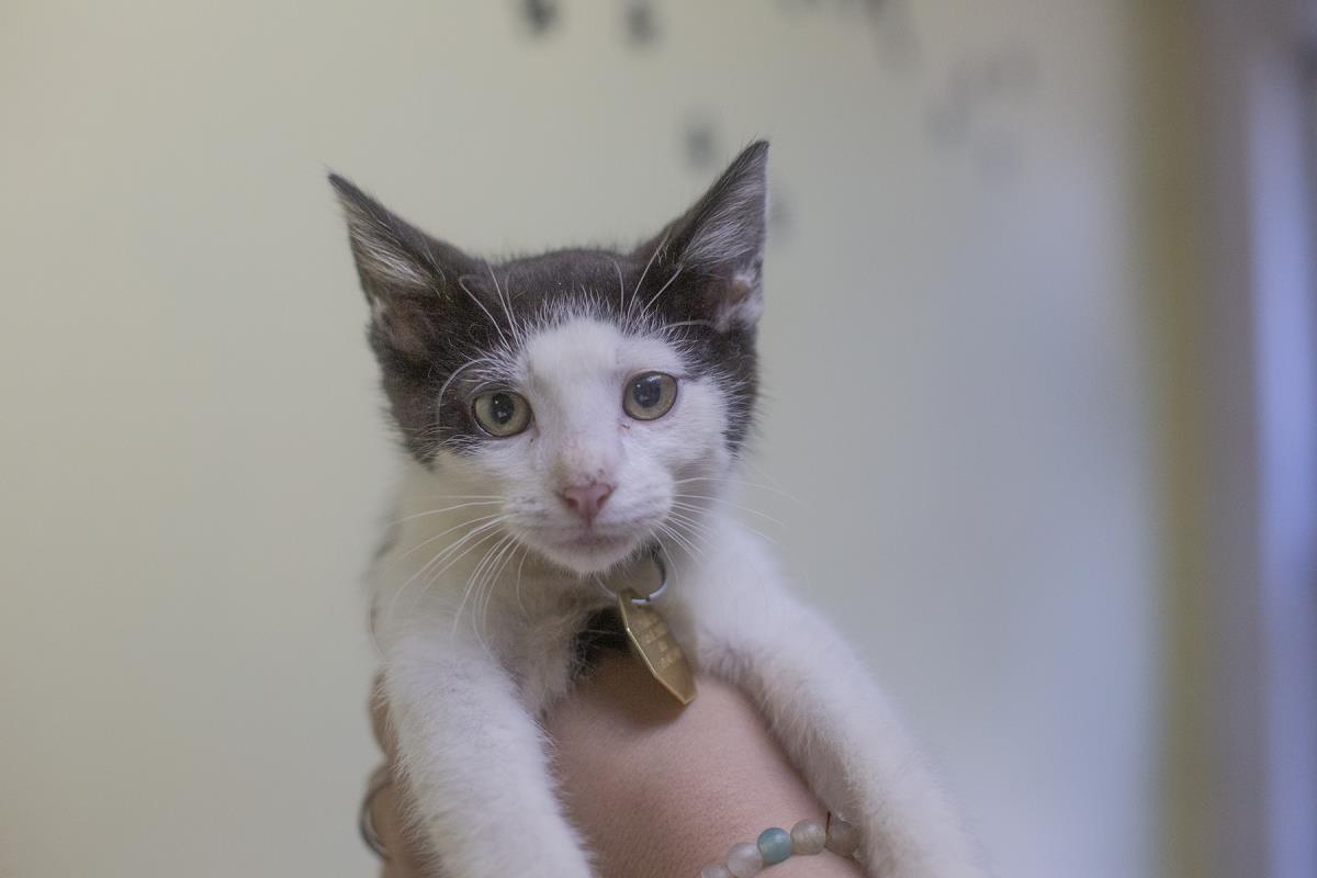 adoptable Cat in Mountain Home, AR named Ace