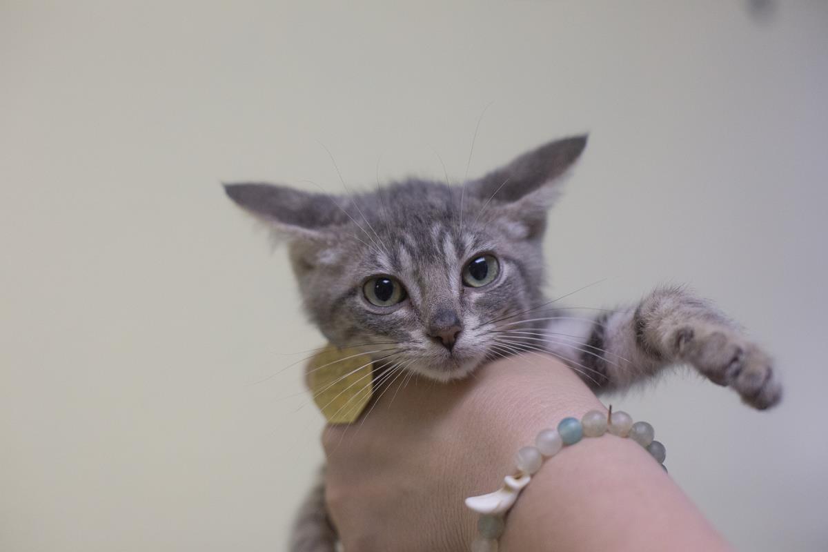 adoptable Cat in Mountain Home, AR named Mighty Mouse