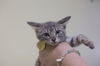 adoptable Cat in  named Mighty Mouse
