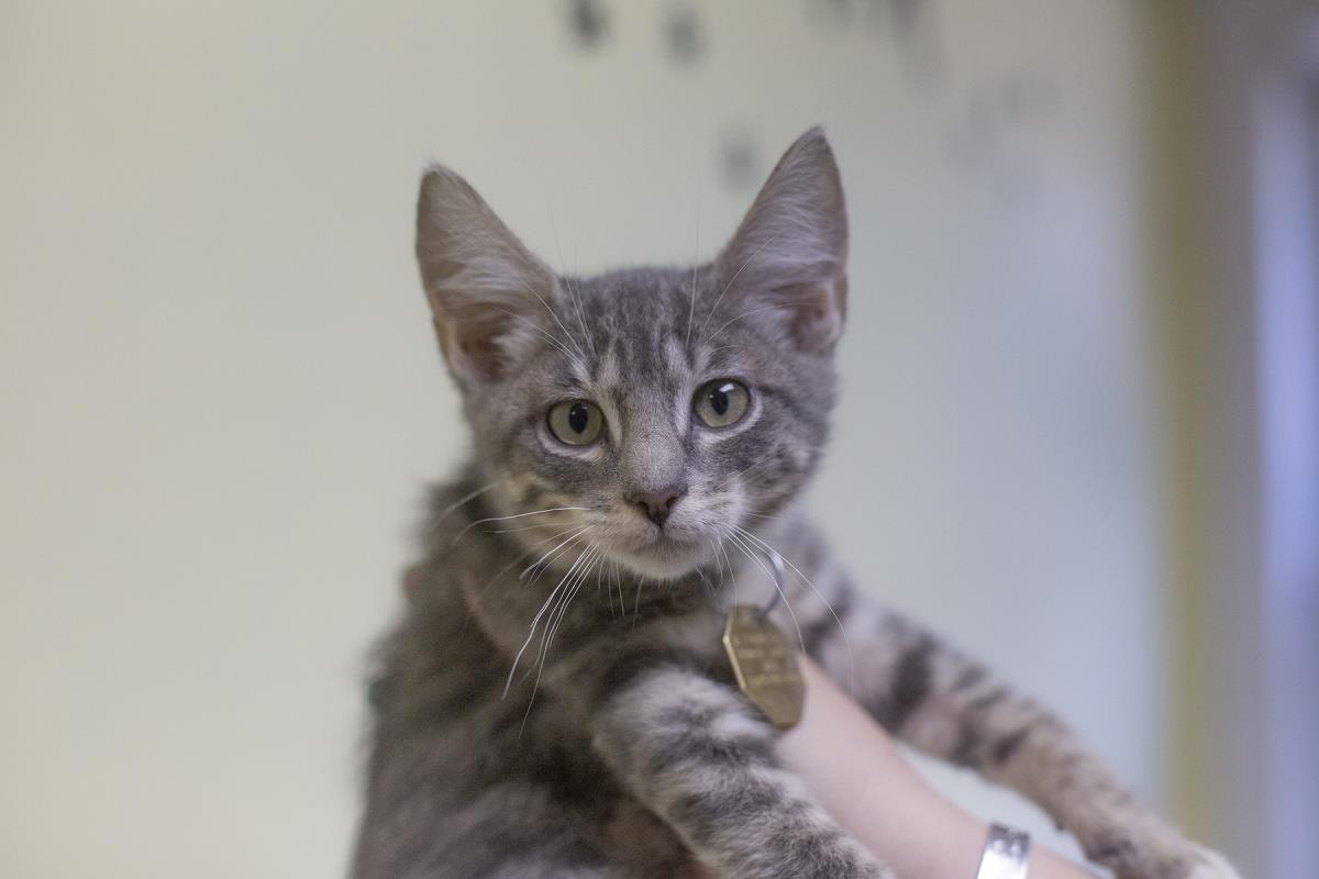 adoptable Cat in Mountain Home, AR named Zebra
