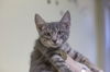adoptable Cat in  named Zebra