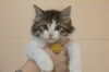adoptable Cat in mountain home, AR named Butters