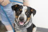 adoptable Dog in  named Rowdy