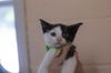 adoptable Cat in  named Randy