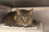 adoptable Cat in mountain home, AR named Boris