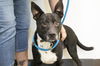 adoptable Dog in  named Verity (Vee)