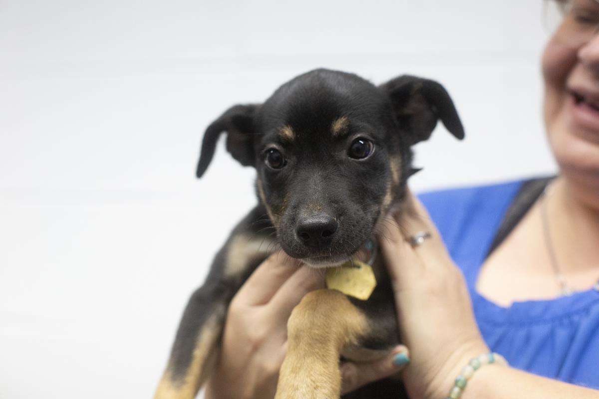 adoptable Dog in Mountain Home, AR named Mary Kate
