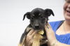 adoptable Dog in  named Mary Kate