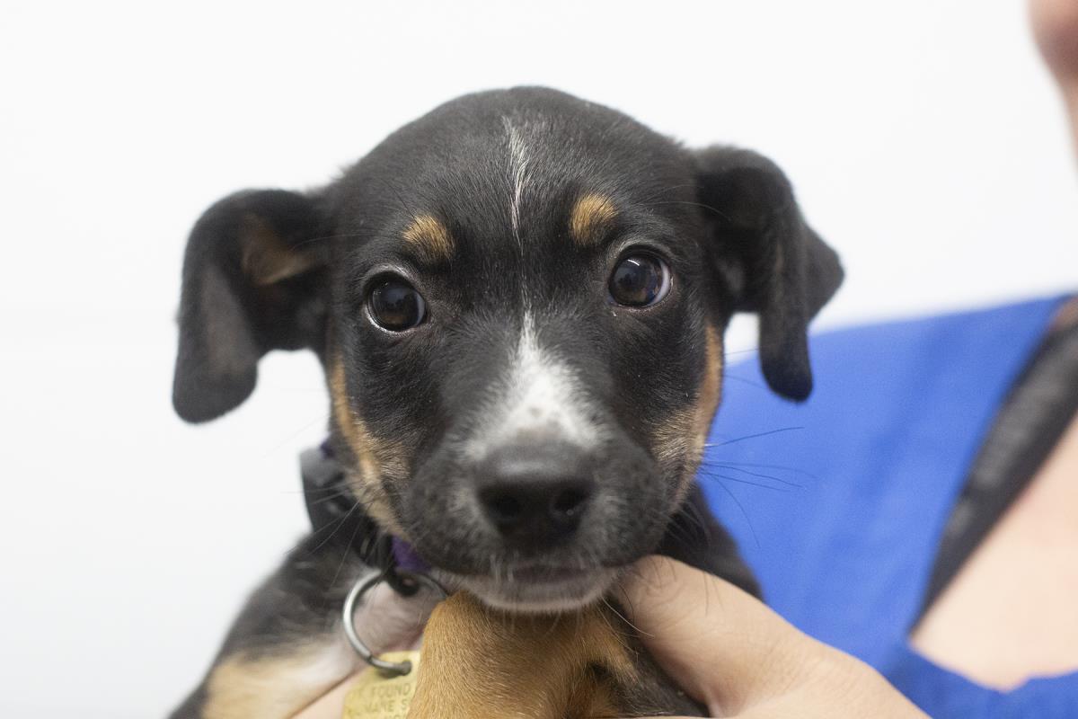 adoptable Dog in Mountain Home, AR named Ashley