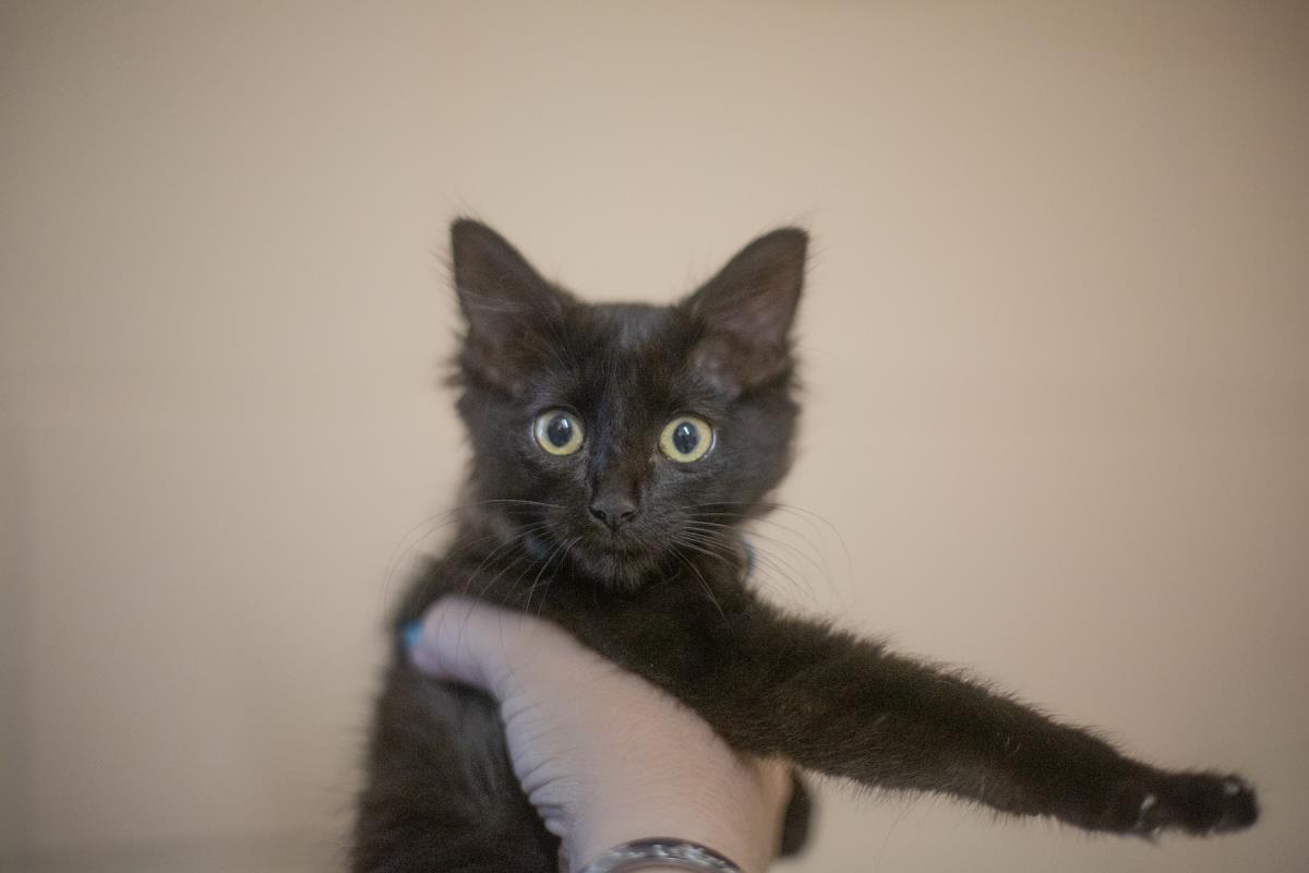 adoptable Cat in Mountain Home, AR named Sally