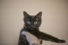 adoptable Cat in  named Sally