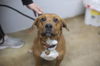 adoptable Dog in  named Rue (Red)