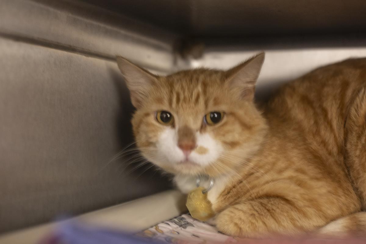 adoptable Cat in Mountain Home, AR named Jerry